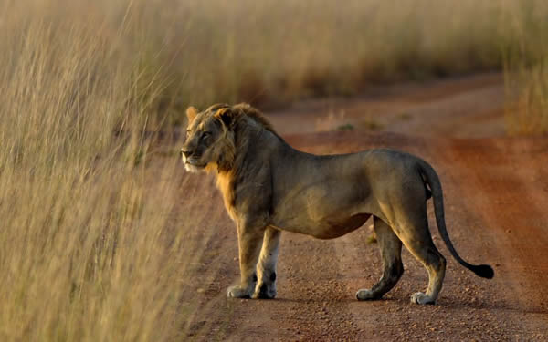 Parc National de la Pendjari